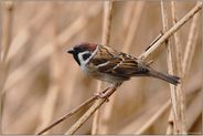 im Ried... Feldsperling *Passer montanus*