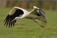 Abflug... Weißstorch *Ciconia ciconia*
