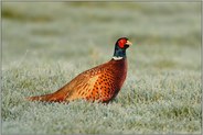 Rauhreif... Fasan *Phasianus colchicus*