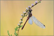 die Heide blüht... Blutrote Heidelibelle *Sympetrum sanguineum*
