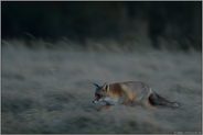 nachtaktiv... Rotfuchs *Vulpes vulpes*
