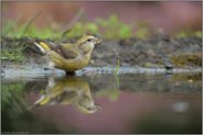 Jungvogel oder Altvogel... Fichtenkreuzschnabel *Loxia curvirostra* an der Tränke