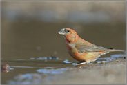 nordischer Gast... Kiefernkreuzschnabel *Loxia pytyopsittacus*, Ausnahmeerscheinung, rotgefärbtes Männchen