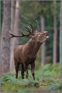 zur Brunftzeit... Rothirsch *Cervus elaphus*, röhrender Hirsch im Wald