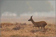 welch' ein Morgen... Reh *Capreolus capreolus*, Rehbock an einem Nebelmorgen in herbstlicher Heide