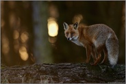 im dunklen Wald... Rotfuchs *Vulpes vulpes* steht am späten Abend auf einem Baumstamm, blickt sich um