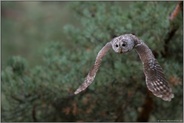 auf leisen Schwingen... Waldkauz *Strix aluco* im Jagdflug