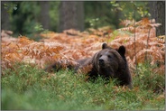 wachsam... Europäischer Braunbär *Ursus arctos* ruht im Farn