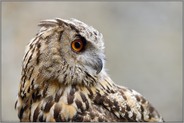 die Augen des Uhus... Uhu *Bubo bubo*, Nahaufnahme, Portrait