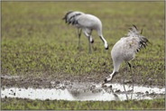 trinkend... Grauer Kranich *Grus grus* schöpft Wasser aus einer Pfütze inmitten eines Feldes mit Wintersaat