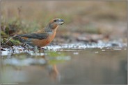 orange-rot... Kiefernkreuzschnabel *Loxia pytyopsittacus*, männlicher Vogel satillt Wasserbedarf aus einer Pfütze