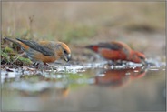 Farbvarianten... Kiefernkreuzschnabel *Loxia pytyopsittacus*, zwei Männchen trinken aus einer Pfütze