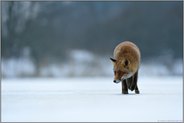 listig... Rotfuchs *Vulpes vulpes* bei der Nahrungssuche im Winter