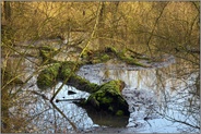 verwunschen... Rheinauen *Niederrhein*, Hochwasser im Auwald der Spey