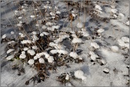 Eisschirmchen... Eisbildung *Winterhochwasser 2020/2021*, Eisschirme nach zurückgegangenem Hochwasser