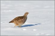 im tiefen Schnee... Rebhuhn *Perdix perdix*, Rebhenne im Winter