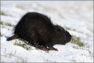 harte Zeiten... Nutria *Myocastor coypus* im Schnee