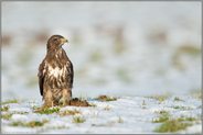 im Schnee... Mäusebussard *Buteo buteo*