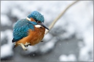 bei Eiseskälte... Eisvogel *Alcedo atthis* im Winter