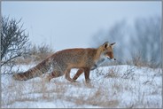 Ton in Ton... Fuchs *Vulpes vulpes* in verschneiter Winterlandschaft