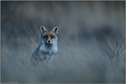 nachts sind alle Katzen grau... Rotfuchs *Vulpes vulpes* in der Dämmerung, weit nach Sonnenuntergang