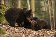 verspielt... Europäischer Braunbär *Ursus arctos*, zwei Jungbären tollen miteinander herum