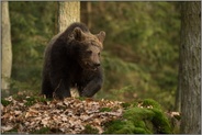 im Wald unterwegs... Europäischer Braunbär *Ursus arctos* kommt heran, Jungtier