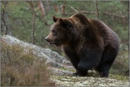 auf Streifzug... Europäischer Braunbär *Ursus arctos*