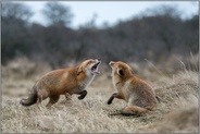 Begegnung... Rotfüchse *Vulpes vulpes* während der Ranzzeit