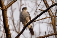 heimlicher Jäger... Habicht *Accipiter gentilis*, Habichtterzel bei der Jagd