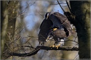 Paarung... Habicht *Accipiter gentilis*, Habichtpärchen sorgt für Nachwuchs