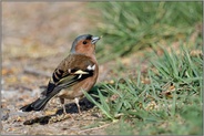 am Wegesrand... Buchfink *Fringilla coelebs*, Männchen im Prachtkleid frisst Pappelsamen