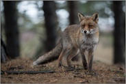 aufmerksam... Rotfuchs *Vulpes vulpes* bei bedecktem Wetter im Wald, seitlich frontale Aufnahme