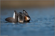 die Katzenpose... Haubentaucher *Podiceps cristatus*, Element des Balzverhaltens