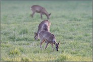 äsend... Reh *Capreolus capreolus*, Rehwild am frühen Abend, vier Ricken auf einer Wiese