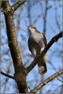 bei der Jagd... Habicht *Accipiter gentilis* späht nach Beute