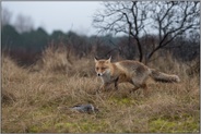 Wächter der Natur... Rotfuchs *Vulpes vulpes* nutzt Aas als Nahrungsquelle