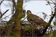 Nistvorbereitungen... Habicht *Accipiter gentilis*, Habichtpaar auf dem Horst