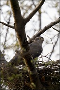 die Bäume schlagen aus... Habicht *Accipiter gentilis*, Habichtweibchen auf dem Horst in einer Baumkrone