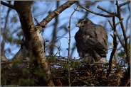 gemeinsam... Habicht *Accipiter gentilis*, Habichtpärchen auf dem Horst