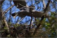 Abflug... Habicht *Accipiter gentilis* verlässt den Horst, Weibchen