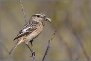 mit Raupen im Schnabel... Schwarzkehlchen *Saxicola torquata*, Weibchen auf dem Weg zur Fütterung des Nachwuchses