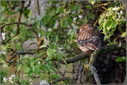 ein kurzes Blinzeln, mehr nicht... Steinkauz *Athene noctua* am frühen Morgen in einem blühenden Birnbaum