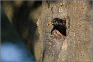 Saubermann... Star *Sturnus vulgaris* trägt Kotballen aus Bruthöhle