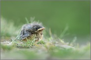 Vogeljunges... Rotkehlchen *Erithacus rubecula*, noch nicht flügges Küken