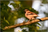 auf dem Sprung... Kernbeißer *Coccothraustes coccothraustes*, weiblicher Altvogel im Wald bei spätem Licht