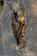 Fütterungsreize... Star *Sturnus vulgaris* mit aus der Bruthöhle sperrendem Jungvogel