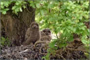 ein Moment der Aufmerksamkeit... Europäischer Uhu *Bubo bubo*, zwei junge Uhus auf ihrem Nest (alter Habichthorst)