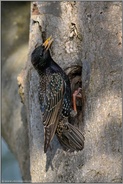 an der Starenhöhle... Star *Sturnus vulgaris*, Altvogel am Nistplatz, ehemalige Spechthöhle