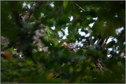 Nestwache... Habicht *Accipiter gentilis* sitzt im Horst, wacht über den Nachwuchs